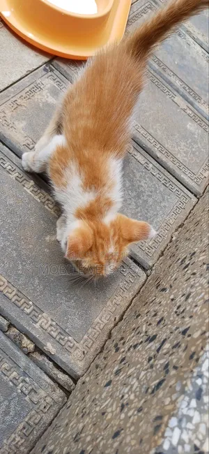 3-6 months Female Purebred American Curl