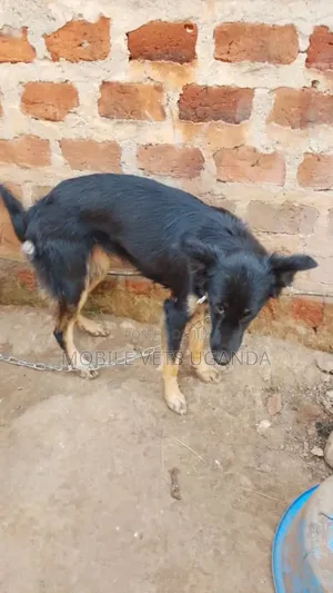 3-6 months Female Purebred German Shepherd