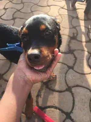 6-12 months Female Purebred Rottweiler