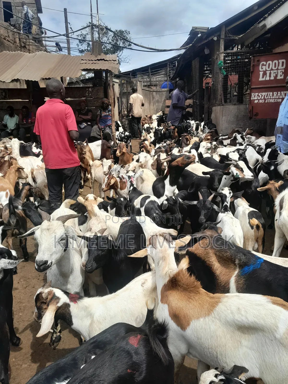 Goats and Sheeps for Eid Avaliable Contact