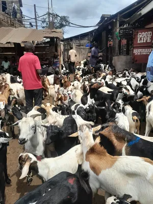 Goats and Sheeps for Eid Avaliable Contact