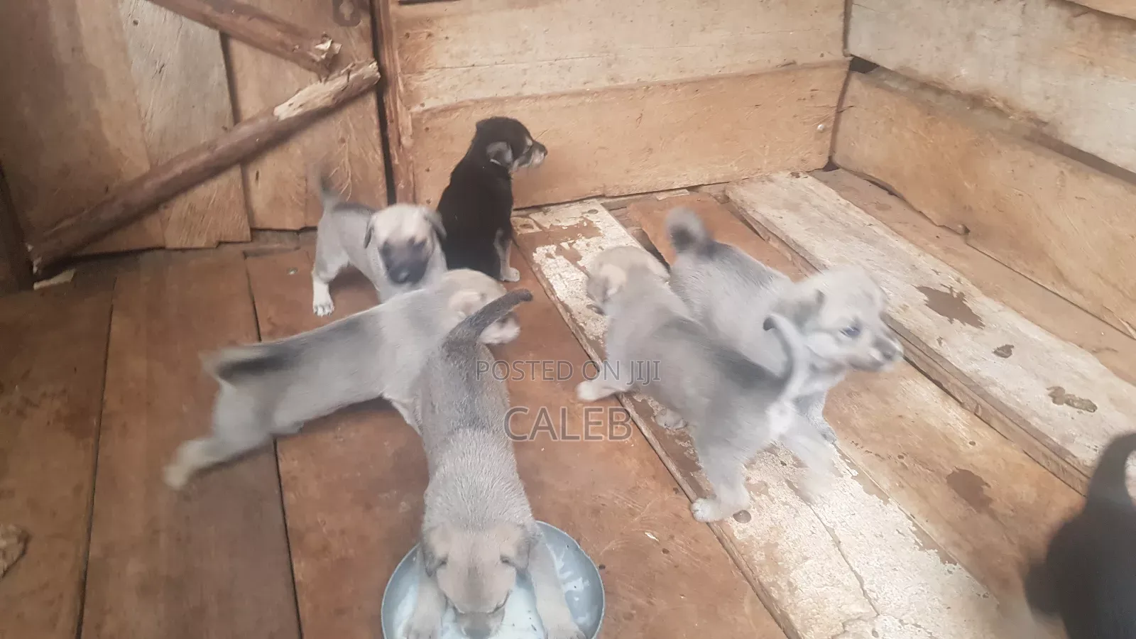 German Shepherd Puppies
