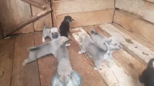 German Shepherd Puppies