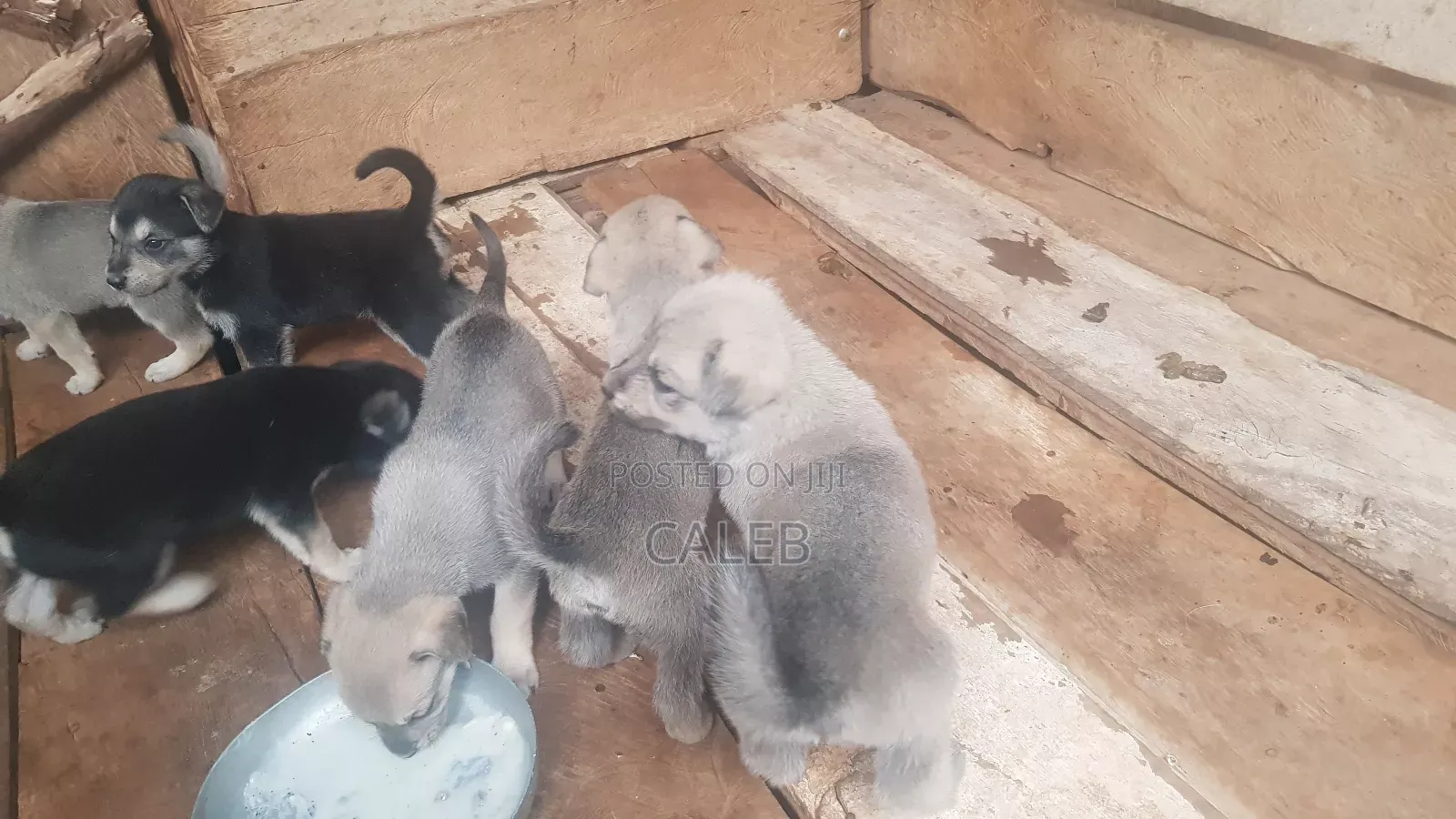 German Shepherd Puppies
