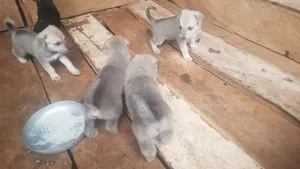German Shepherd Puppies