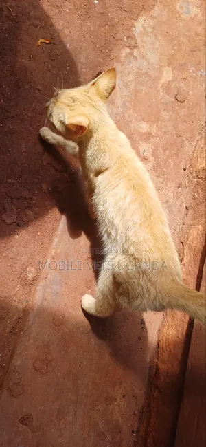 3-6 months Female Purebred Javanese