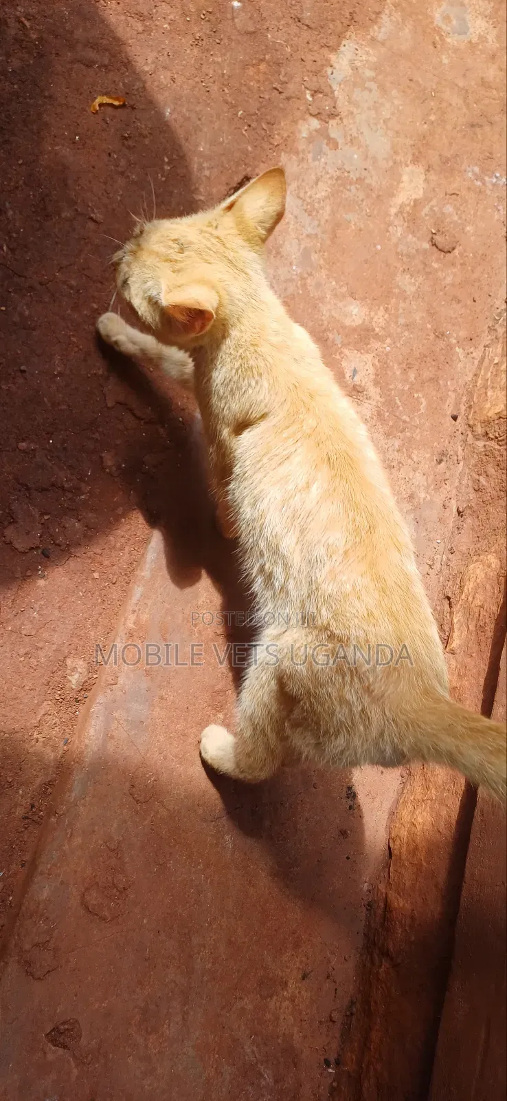 3-6 months Female Purebred Javanese