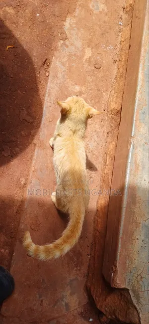 1-3 months Male Purebred Burmese