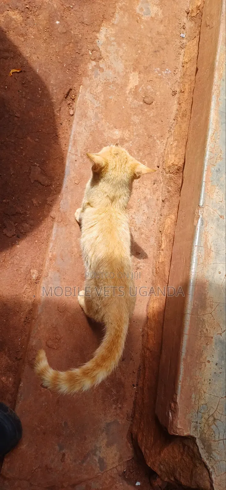 1-3 months Male Purebred Burmese