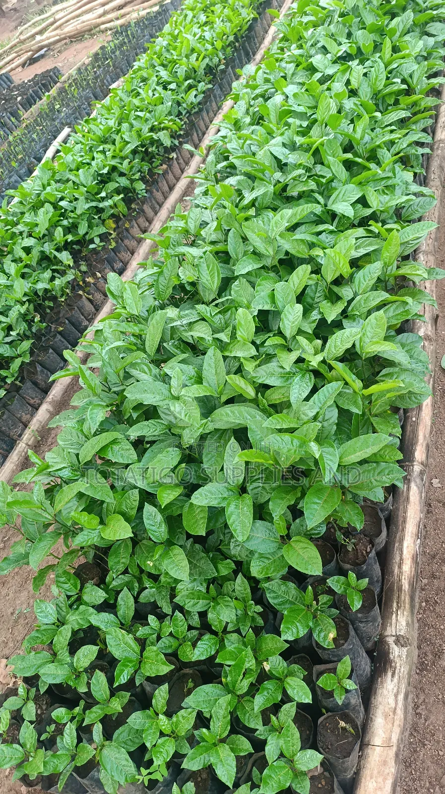 Passion Fruit Seedlings - Each