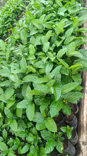 Passion Fruit Seedlings - Each