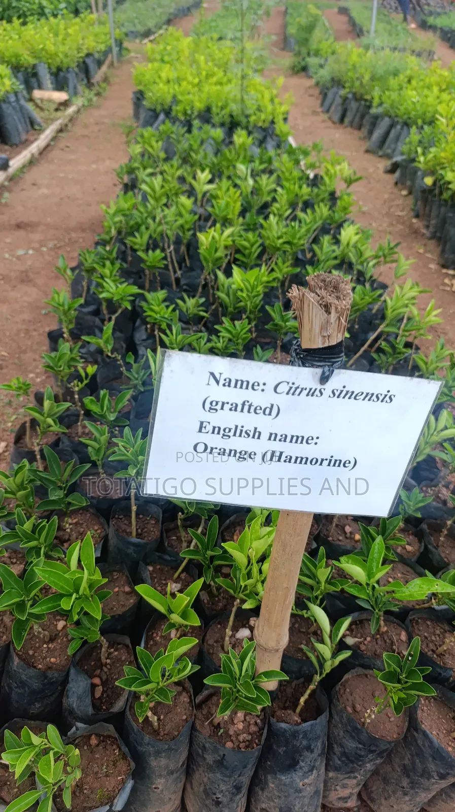 Orange Seedlings-1 Piece.
