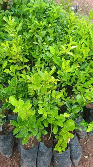 Orange Seedlings-1 Piece.