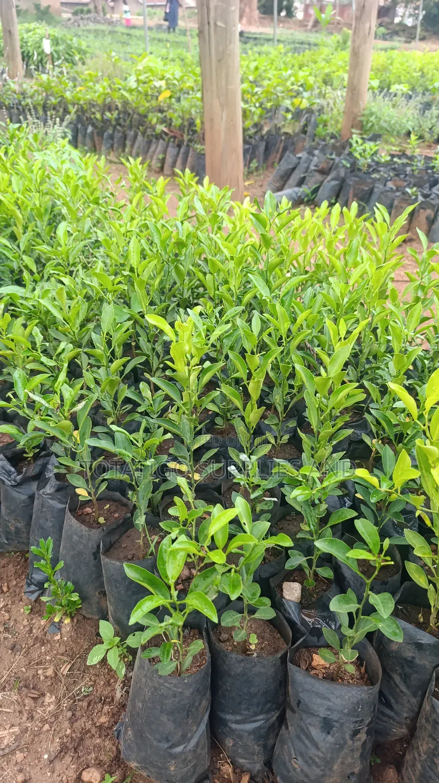 Tangerine Seedlings- 1 Piece