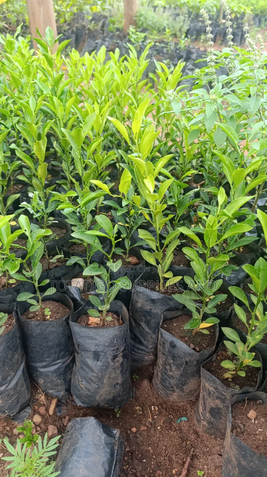 Tangerine Seedlings- 1 Piece