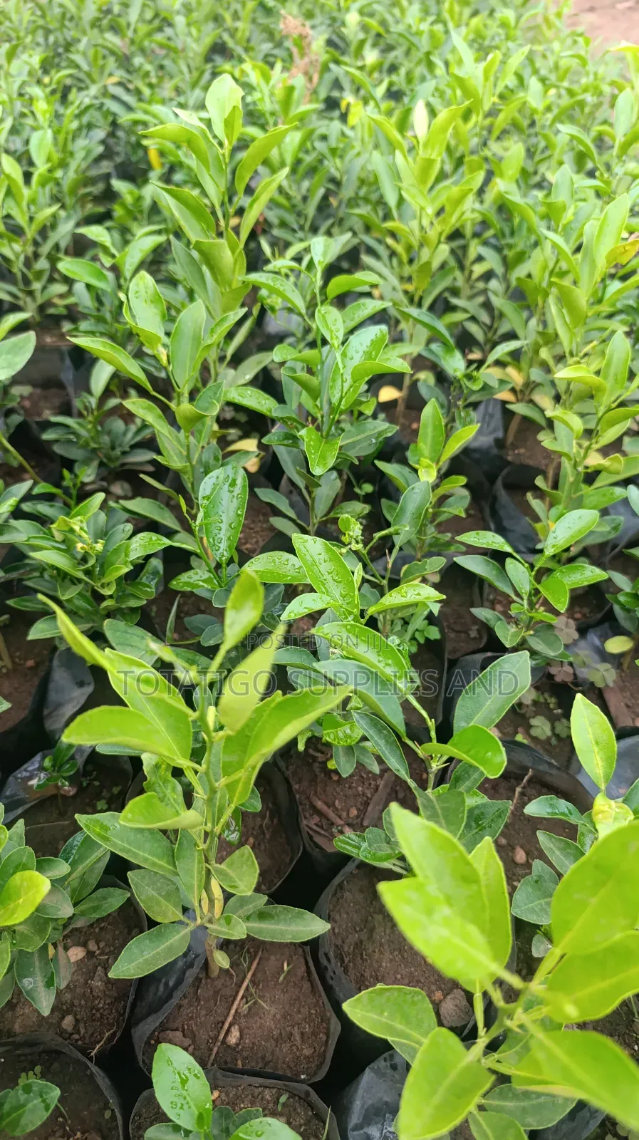 Tangerine Seedlings- 1 Piece
