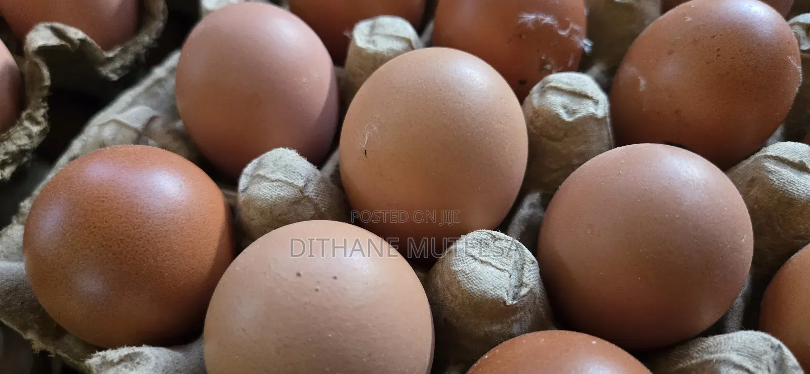 Fresh Chicken Eggs