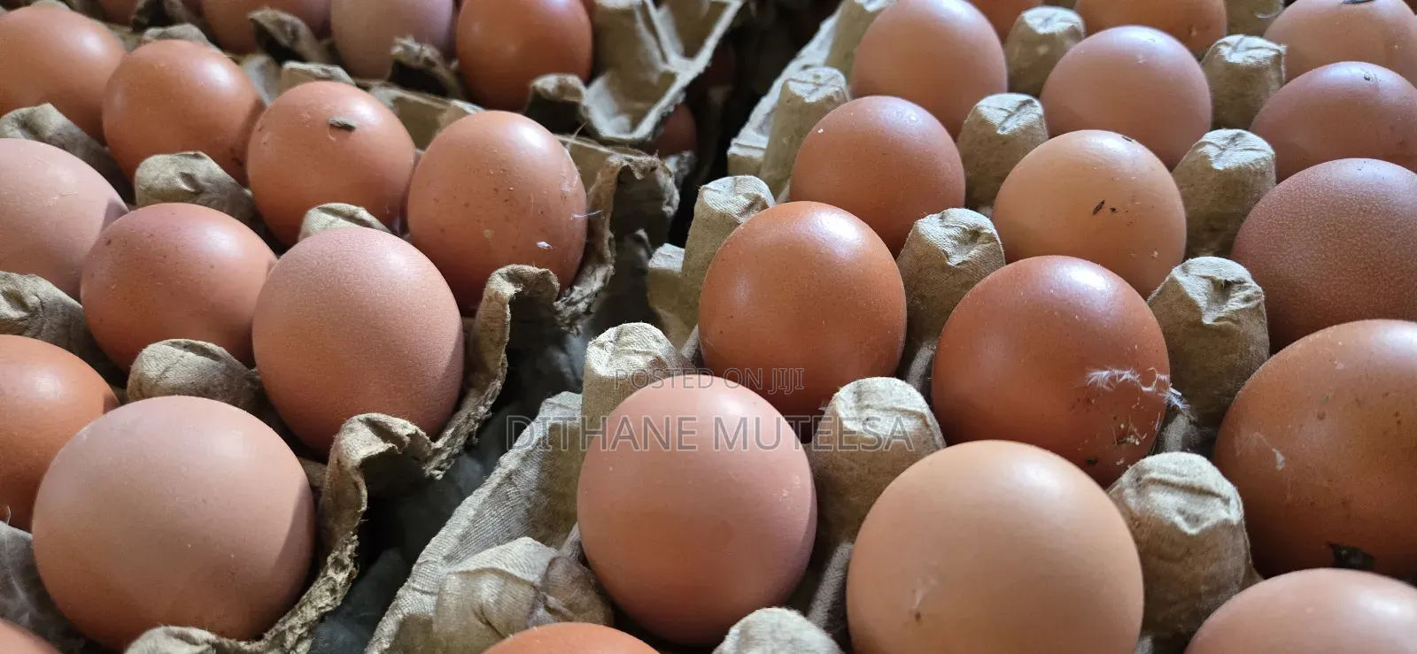 Fresh Chicken Eggs