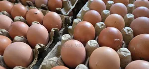 Fresh Chicken Eggs