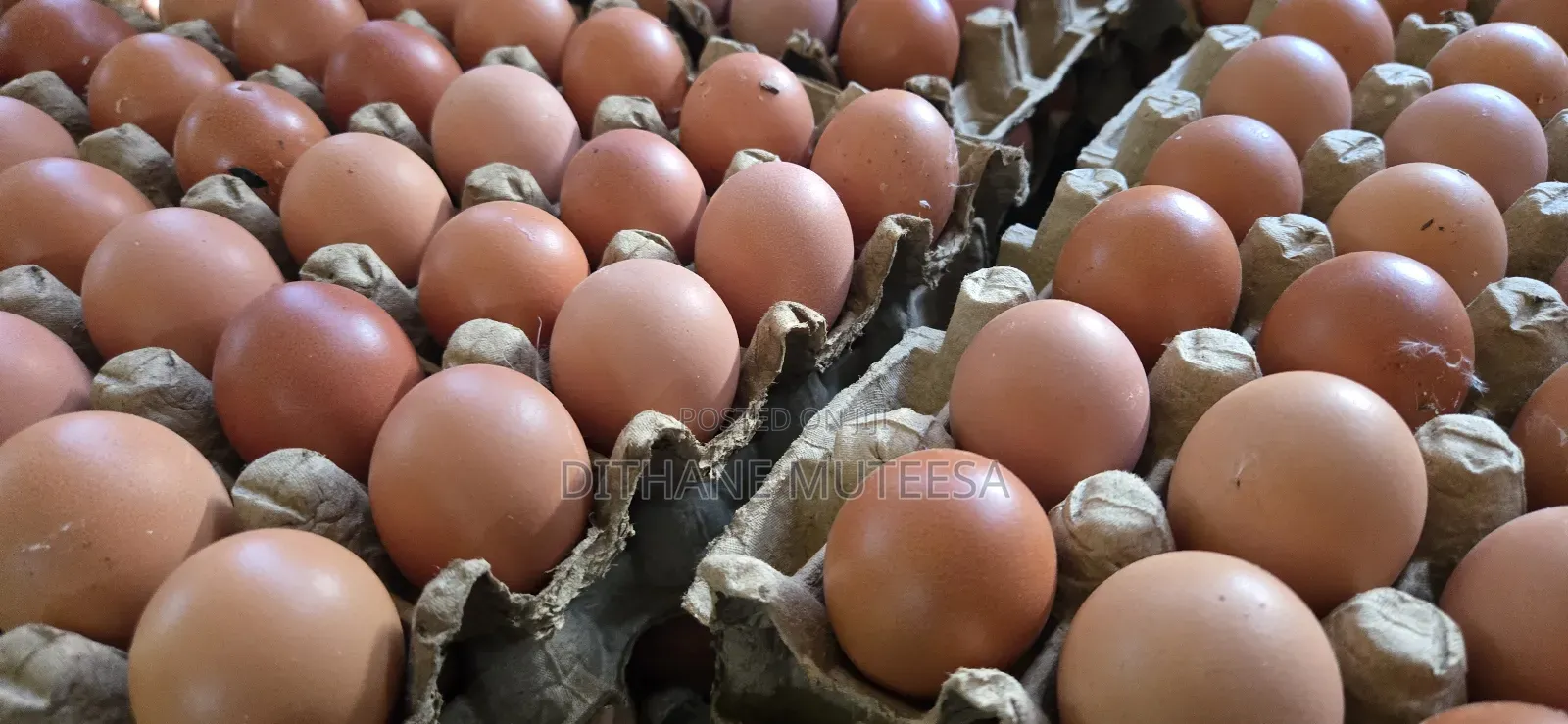 Fresh Chicken Eggs