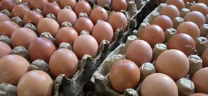 Fresh Chicken Eggs