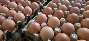 Fresh Chicken Eggs