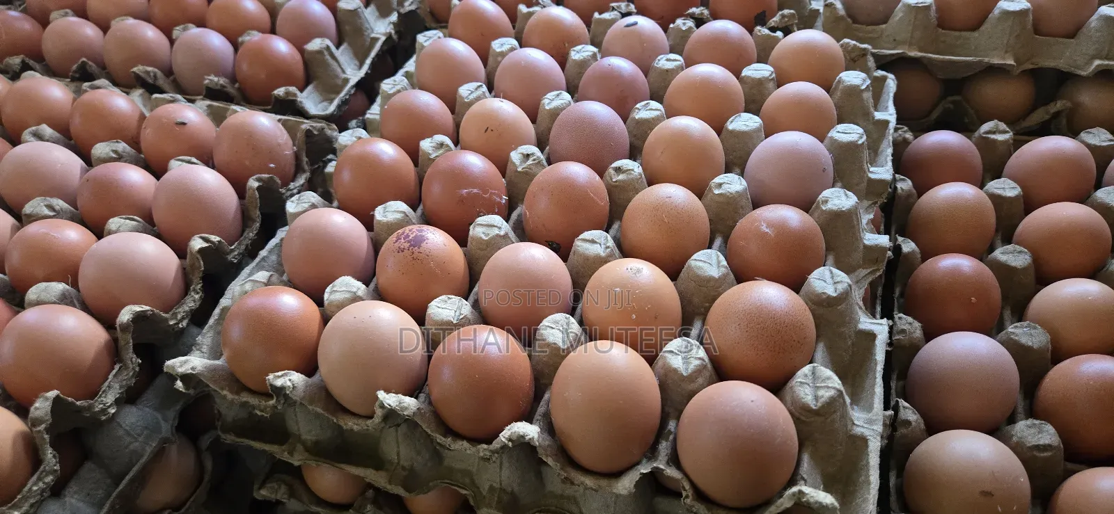 Fresh Chicken Eggs