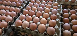 Fresh Chicken Eggs