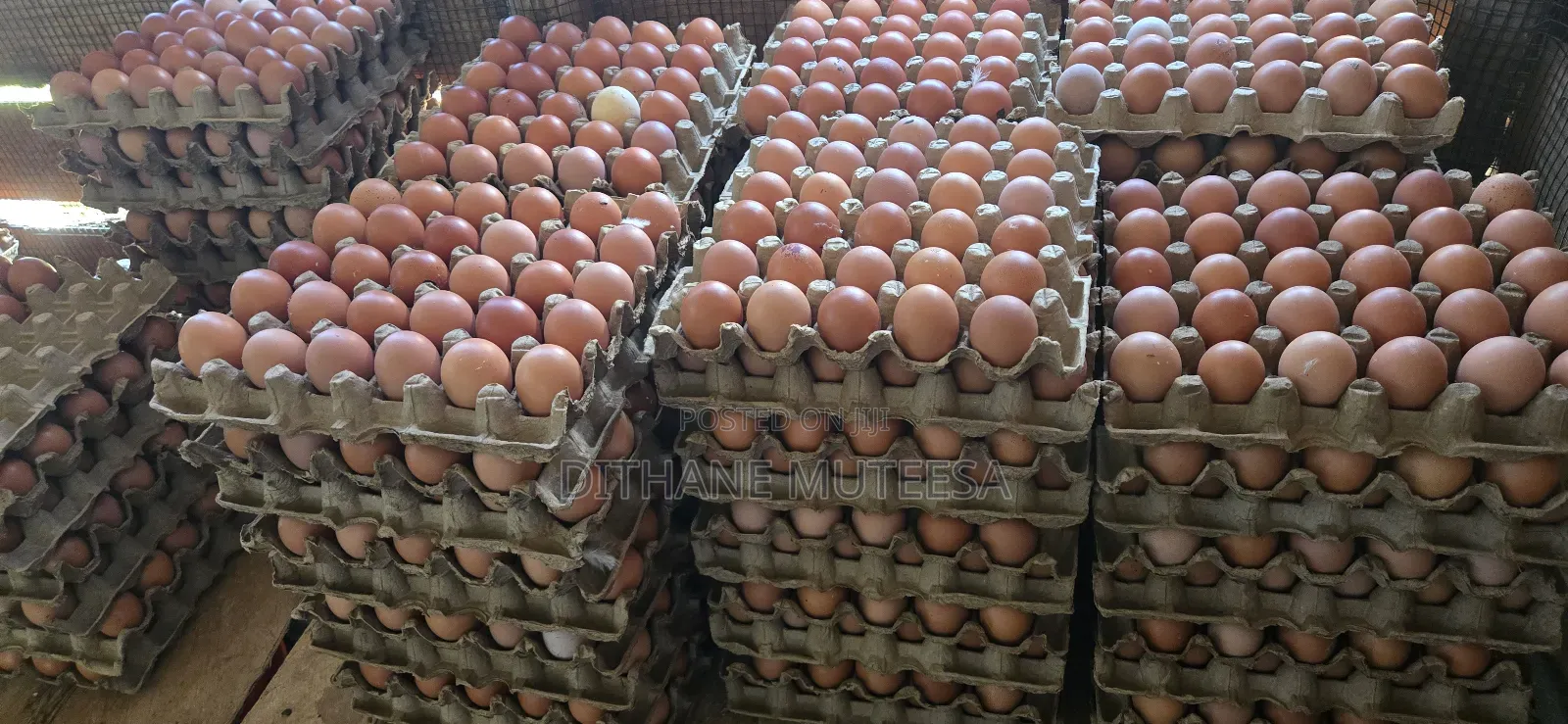 Fresh Chicken Eggs