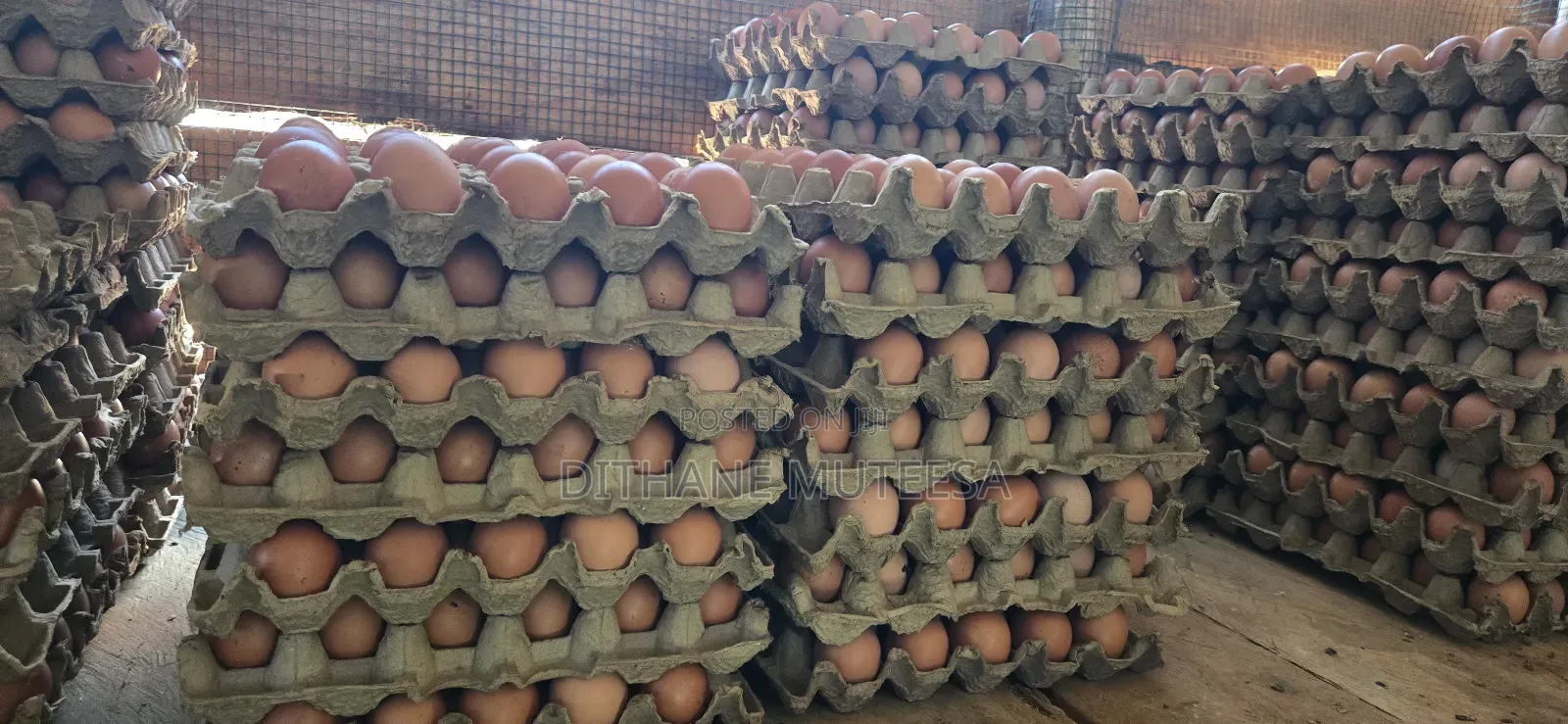 Fresh Chicken Eggs
