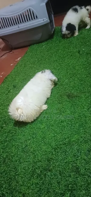 0-1 month Male Purebred Maltese