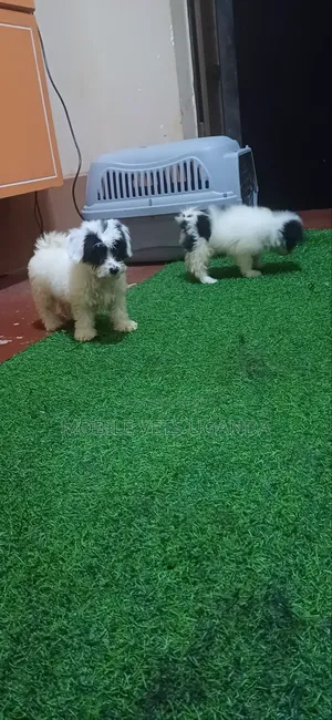 1-3 months Female Purebred Maltese