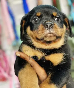 1-3 months Male Purebred Rottweiler