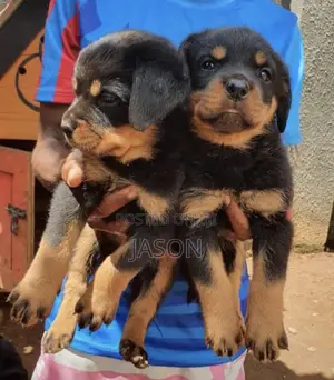1-3 months Male Purebred Rottweiler