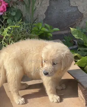 1-3 months Female Purebred Golden Retriever