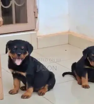 1-3 months Female Purebred Rottweiler