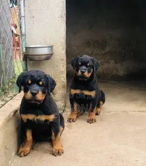 3-6 months Male Purebred Rottweiler