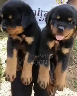 1-3 months Male Purebred Rottweiler