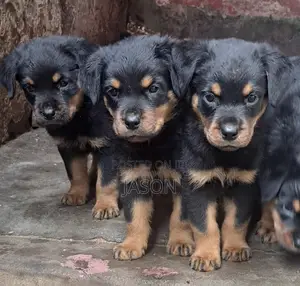 1-3 months Male Purebred Rottweiler