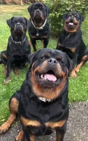 6-12 months Male Purebred Rottweiler