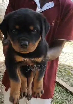 1-3 months Female Purebred Rottweiler