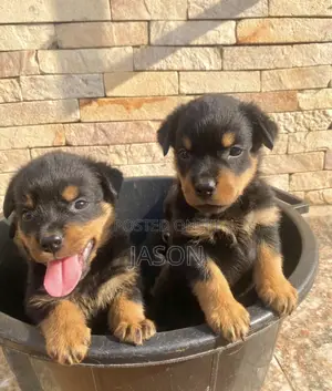 1-3 months Female Purebred Rottweiler