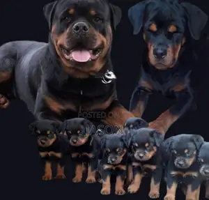 1-3 months Male Purebred Rottweiler