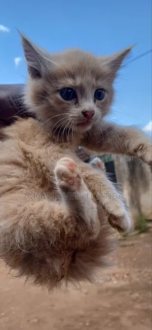0-1 month Female Purebred American Bobtail
