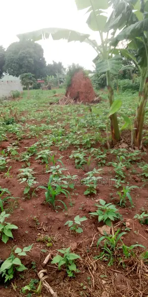 Plot for Sale in Gayaza Nakwero