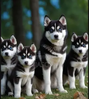 1-3 months Male Purebred Siberian Husky