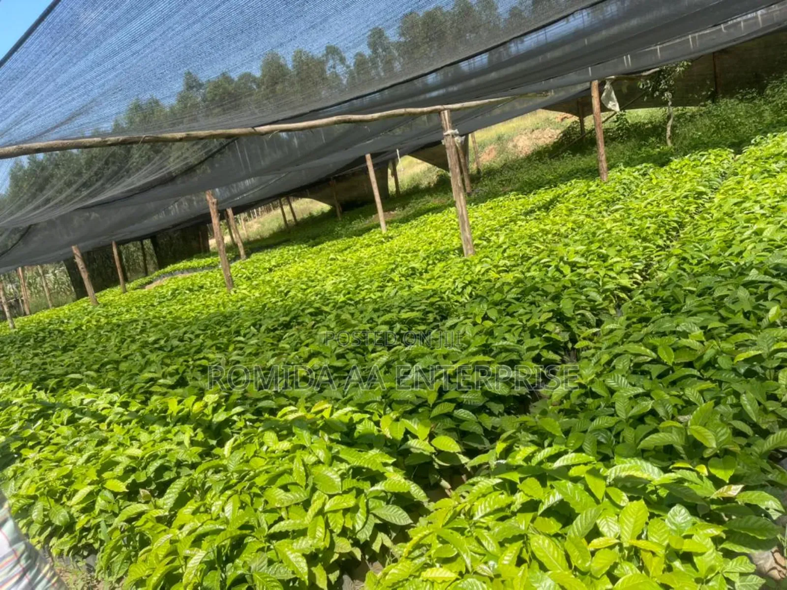 Best Coffee Seedlings and Affordable Prices