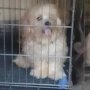 1-3 months Male Purebred Maltese