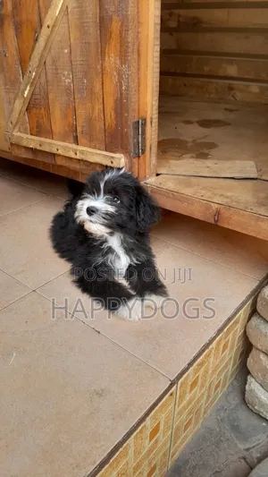 1-3 months Female Purebred Maltese