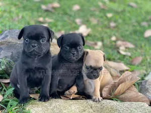 1-3 months Male Purebred Pug